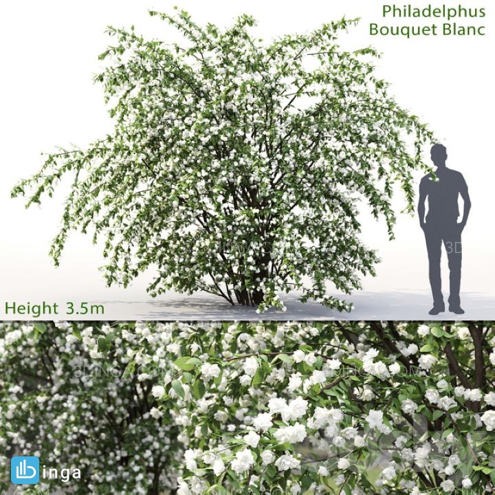 بوته گیاهان پارکی