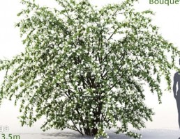 بوته گیاهان پارکی
