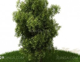 درختچه باغی بهاری