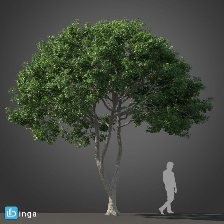 درخت نیمه گرمسیری