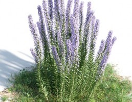 بوته Rosmarinus