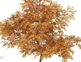درخت بلوط در پاییز