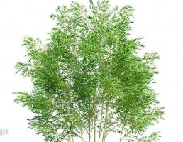 درخت سرسبز بهاری