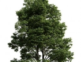 درخت کاج