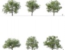 درخت quercus robur