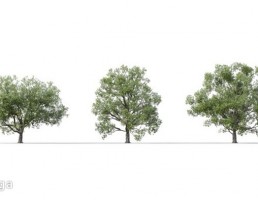 درخت quercus robur