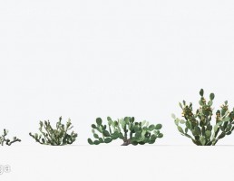 کاکتوس مناطق بیابانی