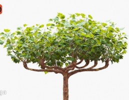 درخت چنار