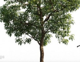 انواع درختان باغی