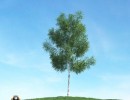 درخت بهاری