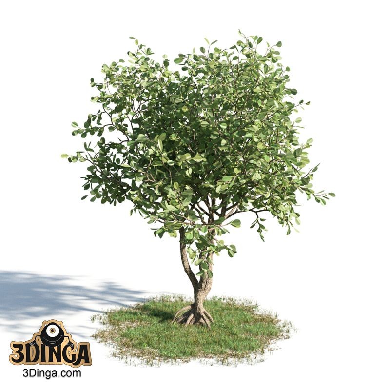 درخت Clusia rosea