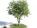 درخت Clusia rosea