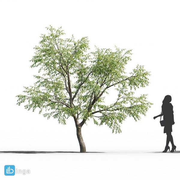 انواع درختان باغی