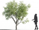 انواع درختان باغی