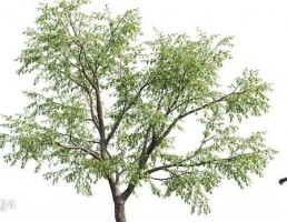 انواع درختان باغی