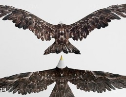 شاهین (Hawk)