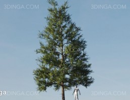 درخت کاج اسکاتلندی