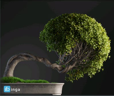 گل و گیاهان بونسای