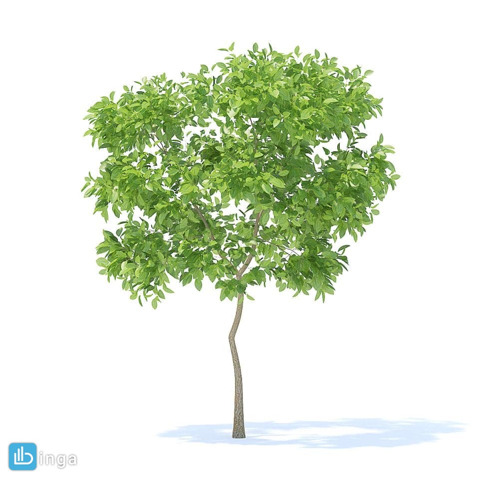 درخت سیب