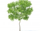 درخت سیب