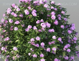 بوته گل اروپایی و آمریکای شمالی