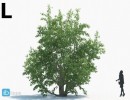 انواع درختان باغی