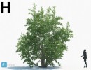 انواع درختان باغی