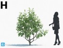 انواع درختان باغی