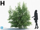 انواع درختان باغی