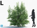 انواع درختان باغی