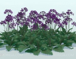 گیاه باغی بهاری