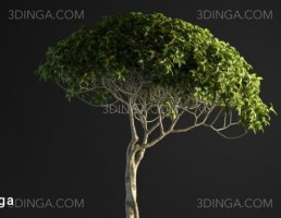 گیاه بونسای + گلدان