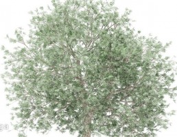 درخت زیتون