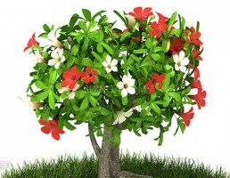 درختچه باغی بهاری