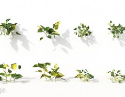 گل های آپارتمانی