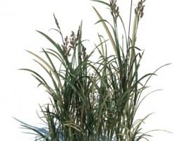 گیاه بهاری