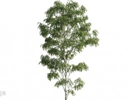 درخت صنوبر