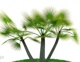 درخت سرسبز بهاری