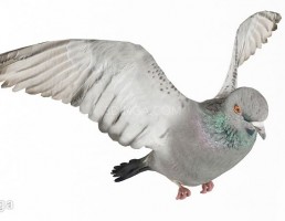 کبوتر در حال پرواز