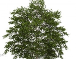 درخت سرسبز