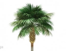 درخت نخل