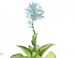 گلدان + گیاهان آپارتمانی