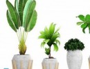 مجموعه ای از گیاهان گرمسیری