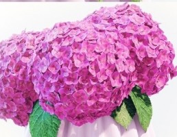 گلدان + گل یاس خوشه ایی