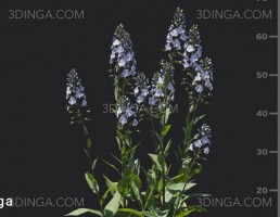 بوته گیاهان گلدار