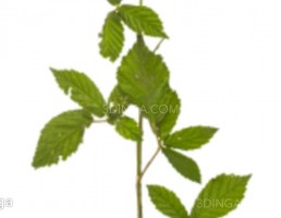 تکسچر شاخه بزرگ