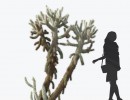 کاکتوس مناطق بیابانی