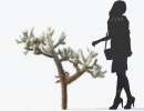 کاکتوس مناطق بیابانی