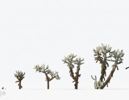 کاکتوس مناطق بیابانی