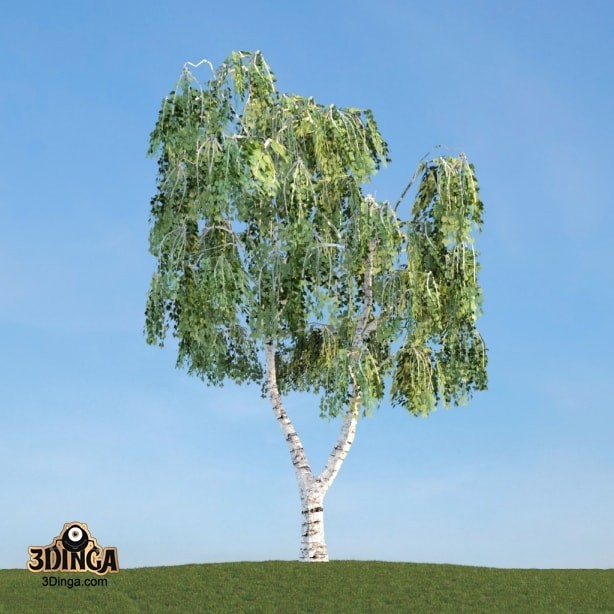 درخت Betula